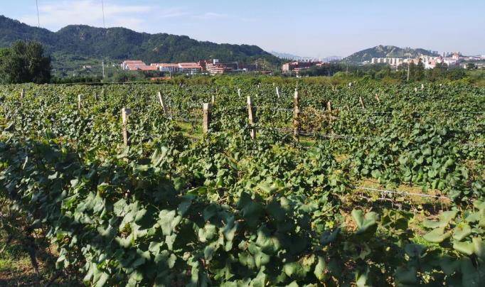 1600150312775135.jpg 兒啊群無多a.jpg